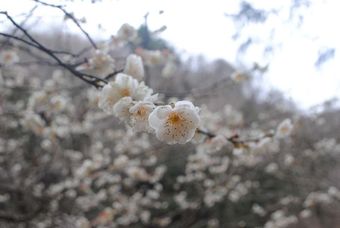 関西／兵庫／故郷の摩耶山