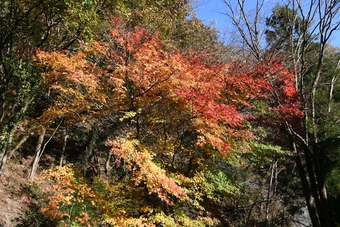 関東・富士周辺の山／おおらかな陣馬山(８５５㍍)