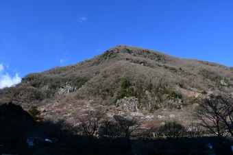 関東／春の訪れ・南郷山と幕山