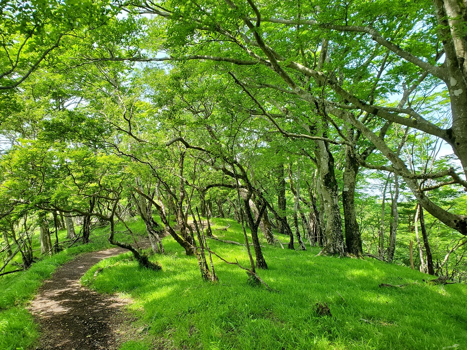 鍋割山へ向かう緑の道。美しい新緑の道だ。