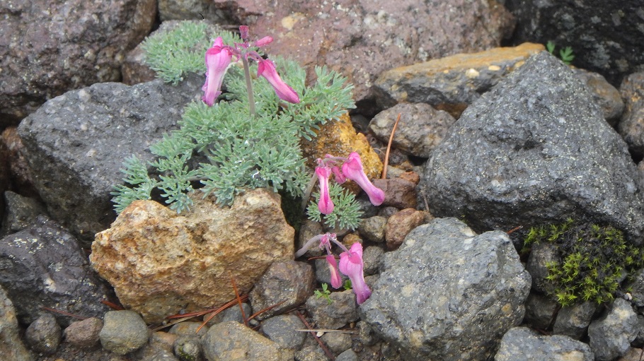 高山植物の女王とも呼ばれるコマクサ(駒草)。花の形が駒(馬)に見えることからそう呼ばれる。