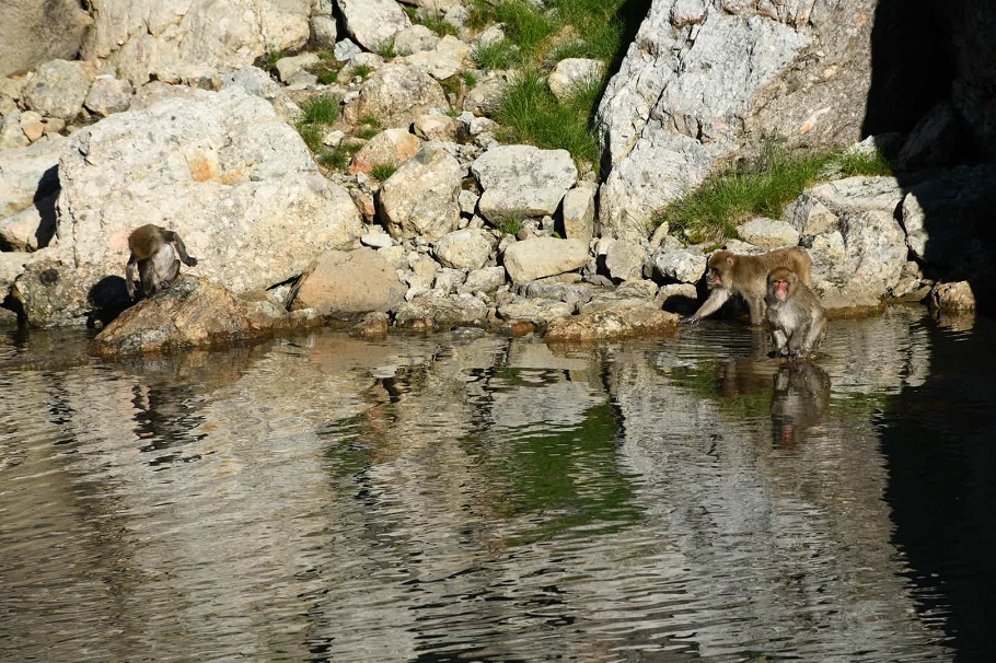 天狗池で水遊びをするサル