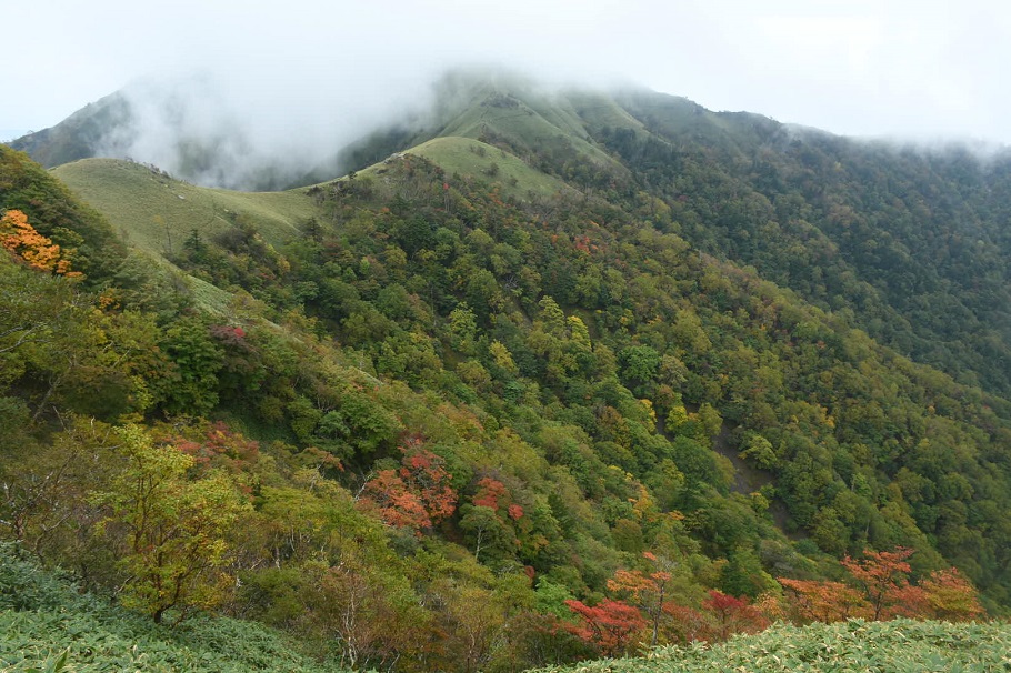 剣山山頂。笹原が広がる