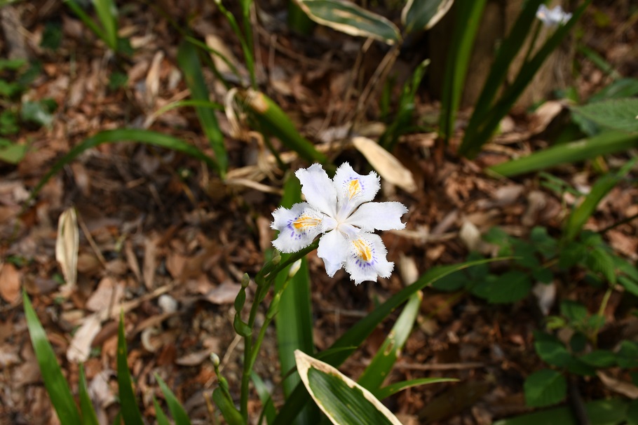 シャガの花