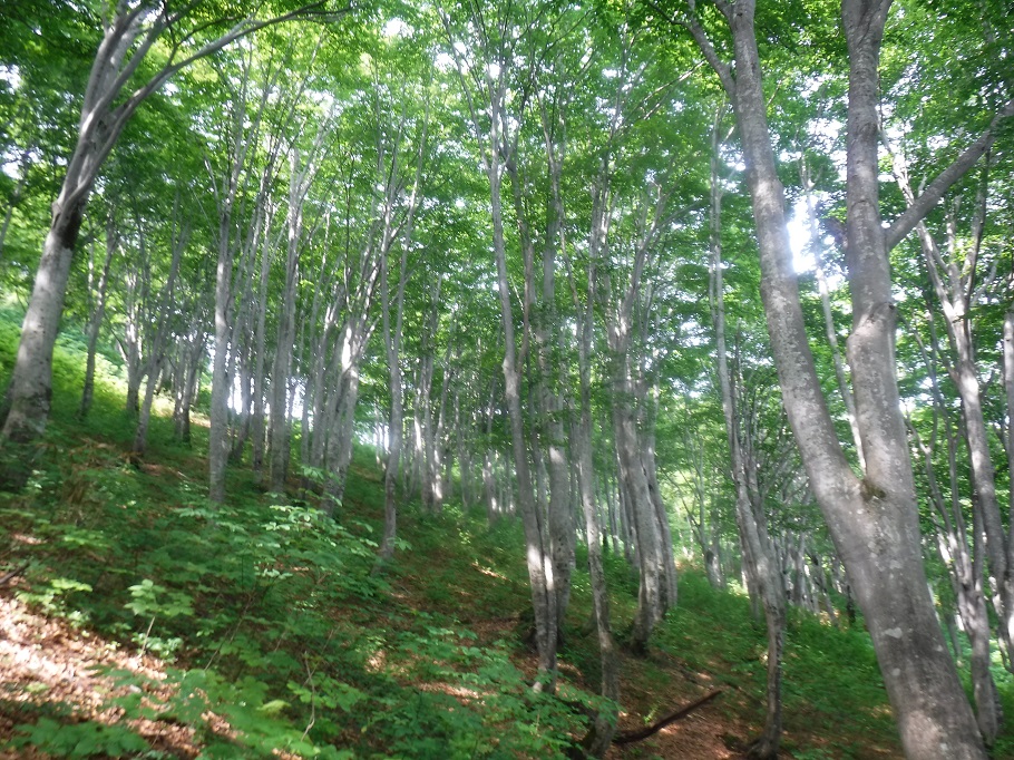 天水山ではブナ林が早速出迎えてくれる