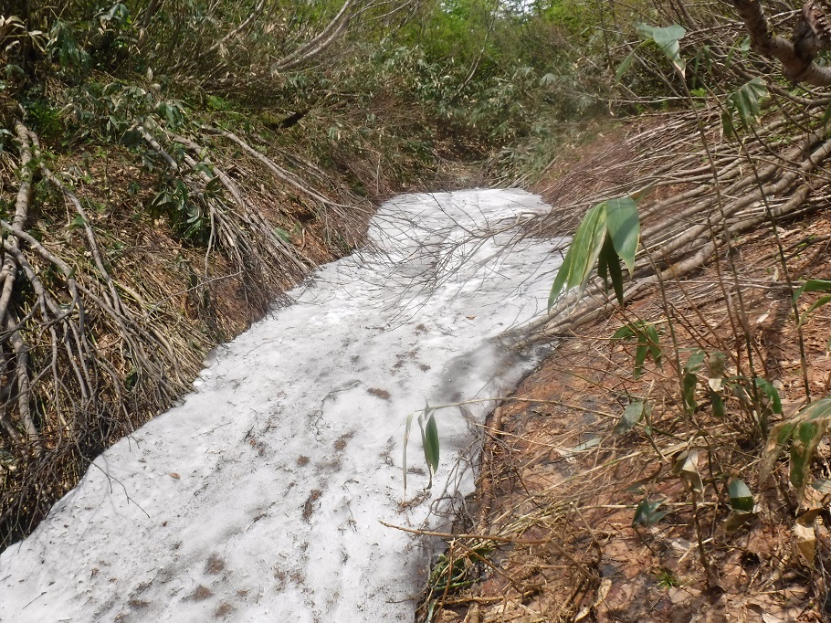 登山道以外のところには所々に残雪があり、豪雪と言われるのがよくわかる。