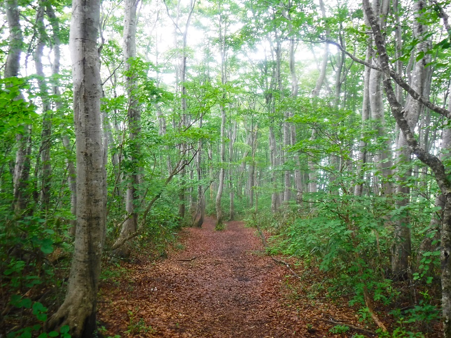 雨に濡れるとより青々しく見える