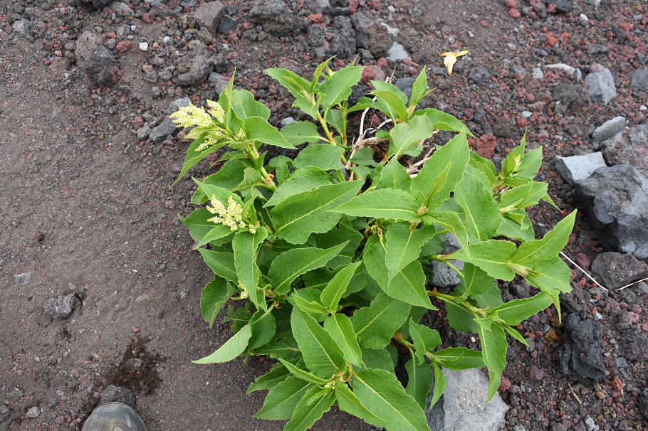 花をつけたオンタデ