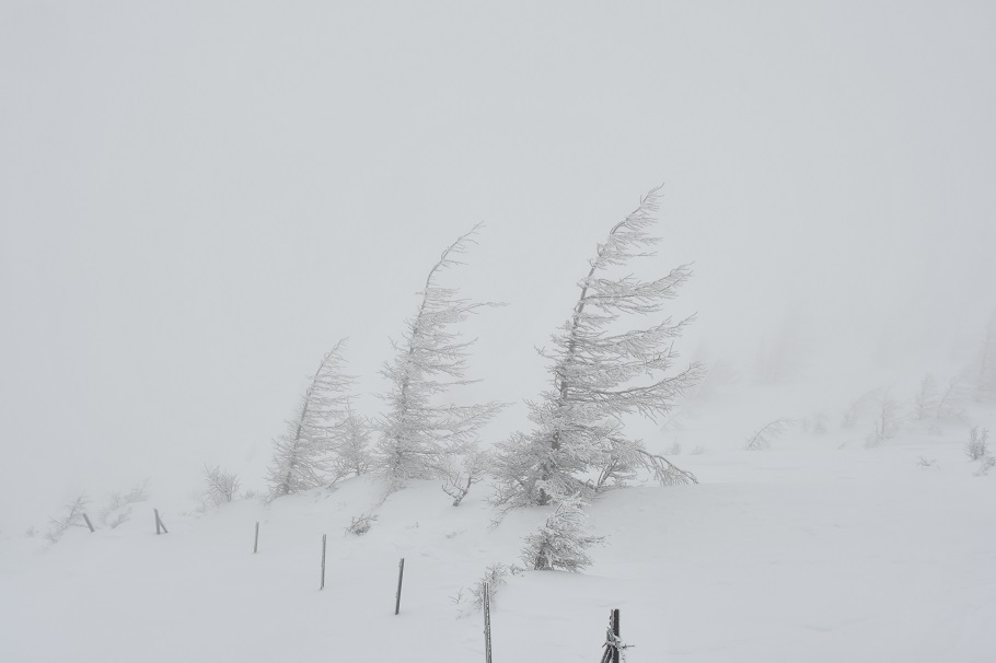 雪の芸術。雪と氷に覆われた樹木