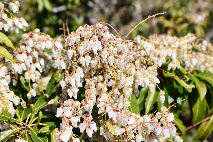 山頂で揺れる馬酔木の花