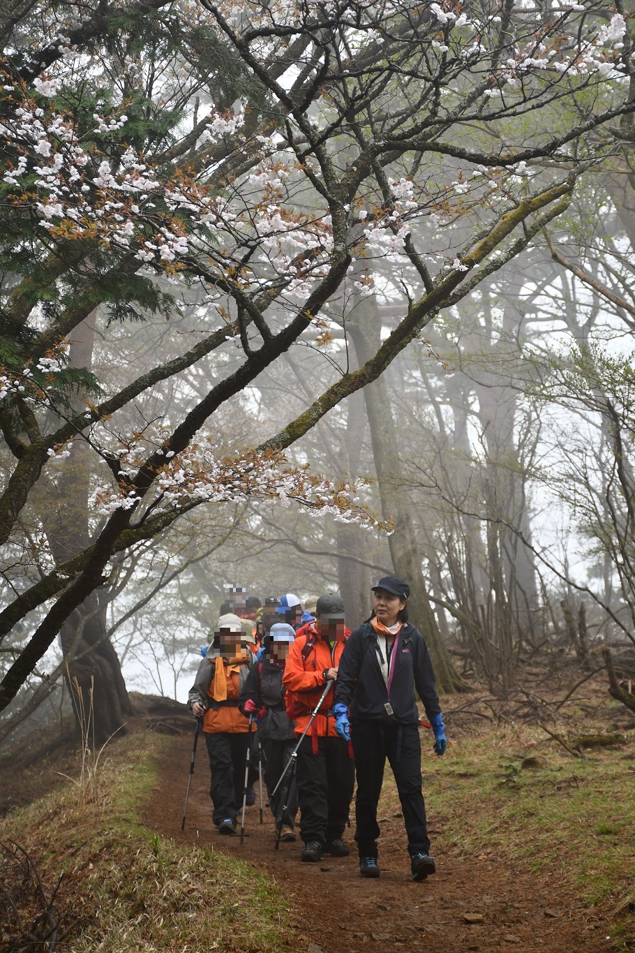 桜の下に見守られながら歩く