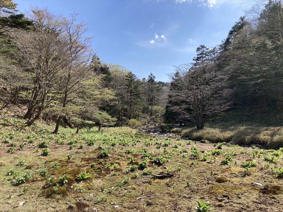 開けたナゴヤ谷。時期が来るとコバイケイソウの白い花でいっぱいになります。