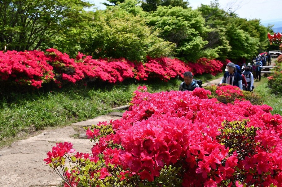 深紅のツツジが咲き誇る中を筑波山へ