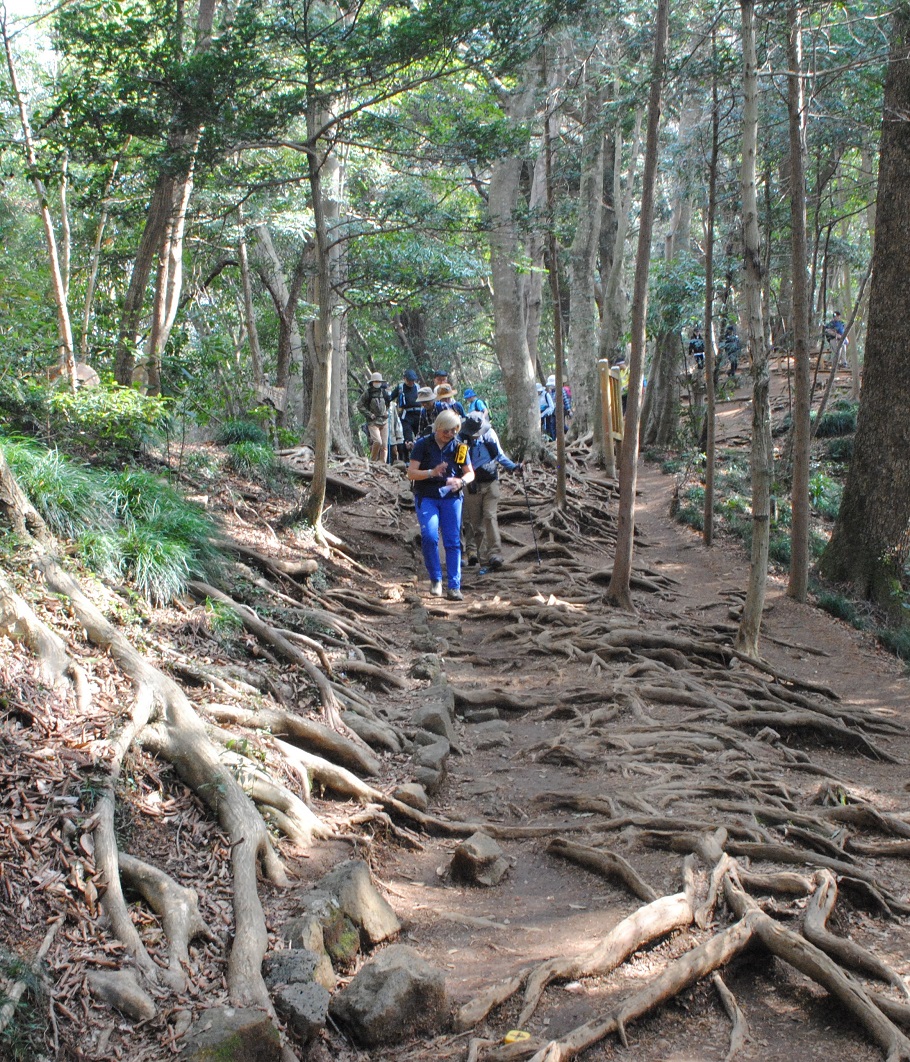 木の根が露出した登山道を歩く