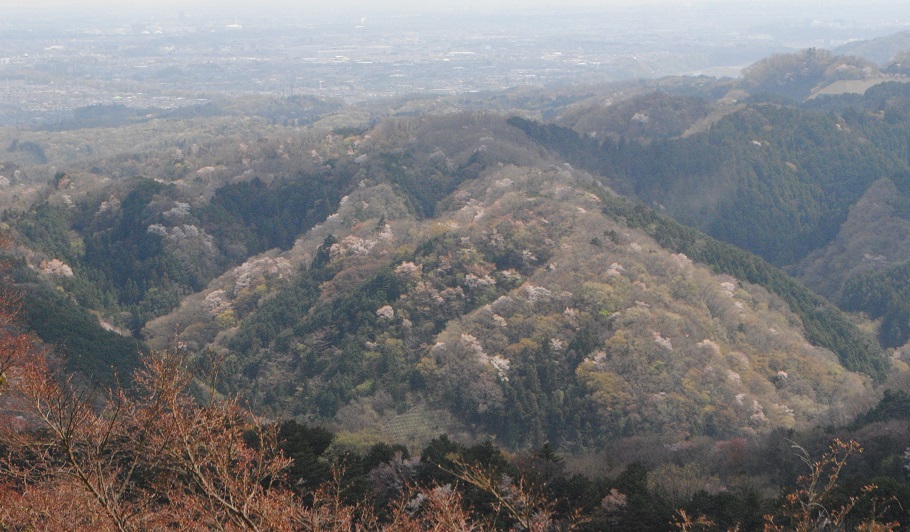 1号路に合流し、都心方面を見ると、山々が桜のピンク色に包まれていた