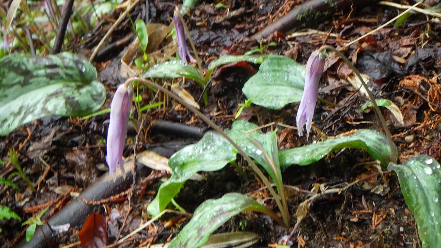 雨の中、つぼみを閉じたままのカタクリの花