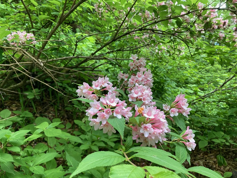 薄ピンクの花を咲かせ登山者を励ますタニウツギ