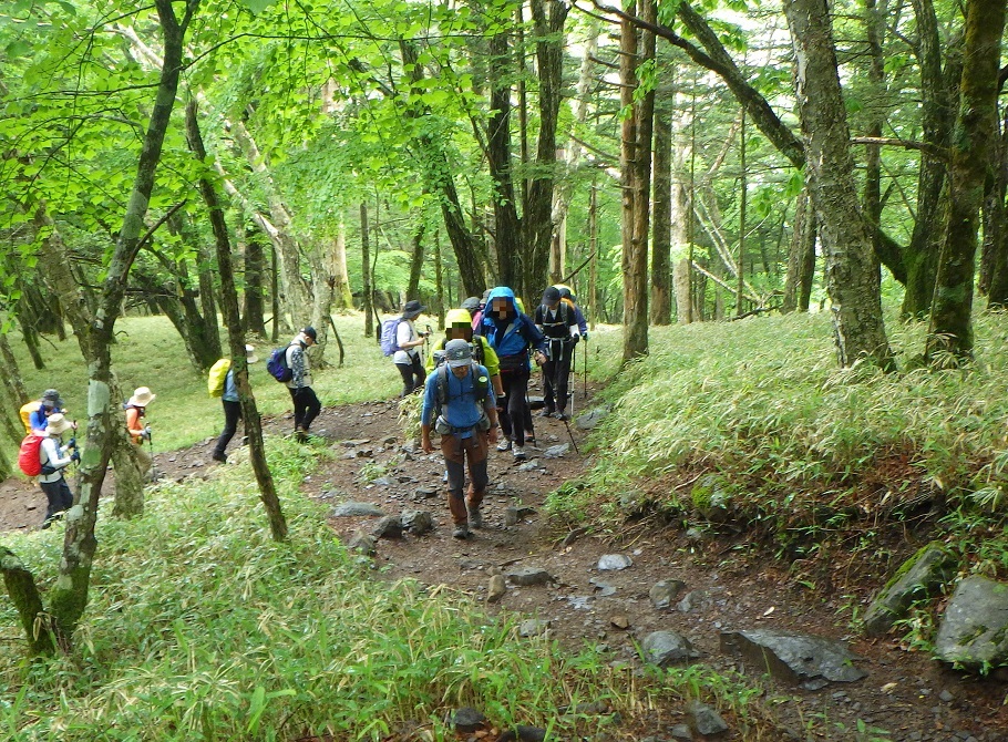 新緑の登山道を歩く