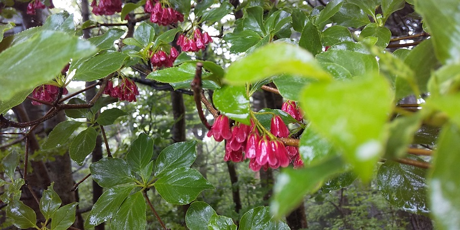 赤石山はぬかるみ多くも花の道！真っ赤なサラサドウダン