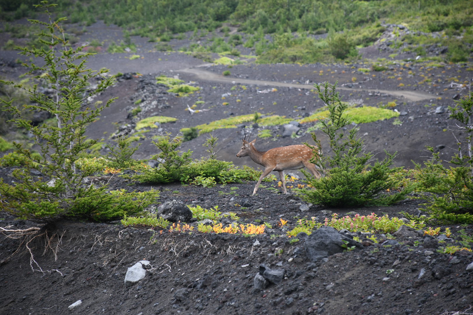 初めて見た富士山のシカ