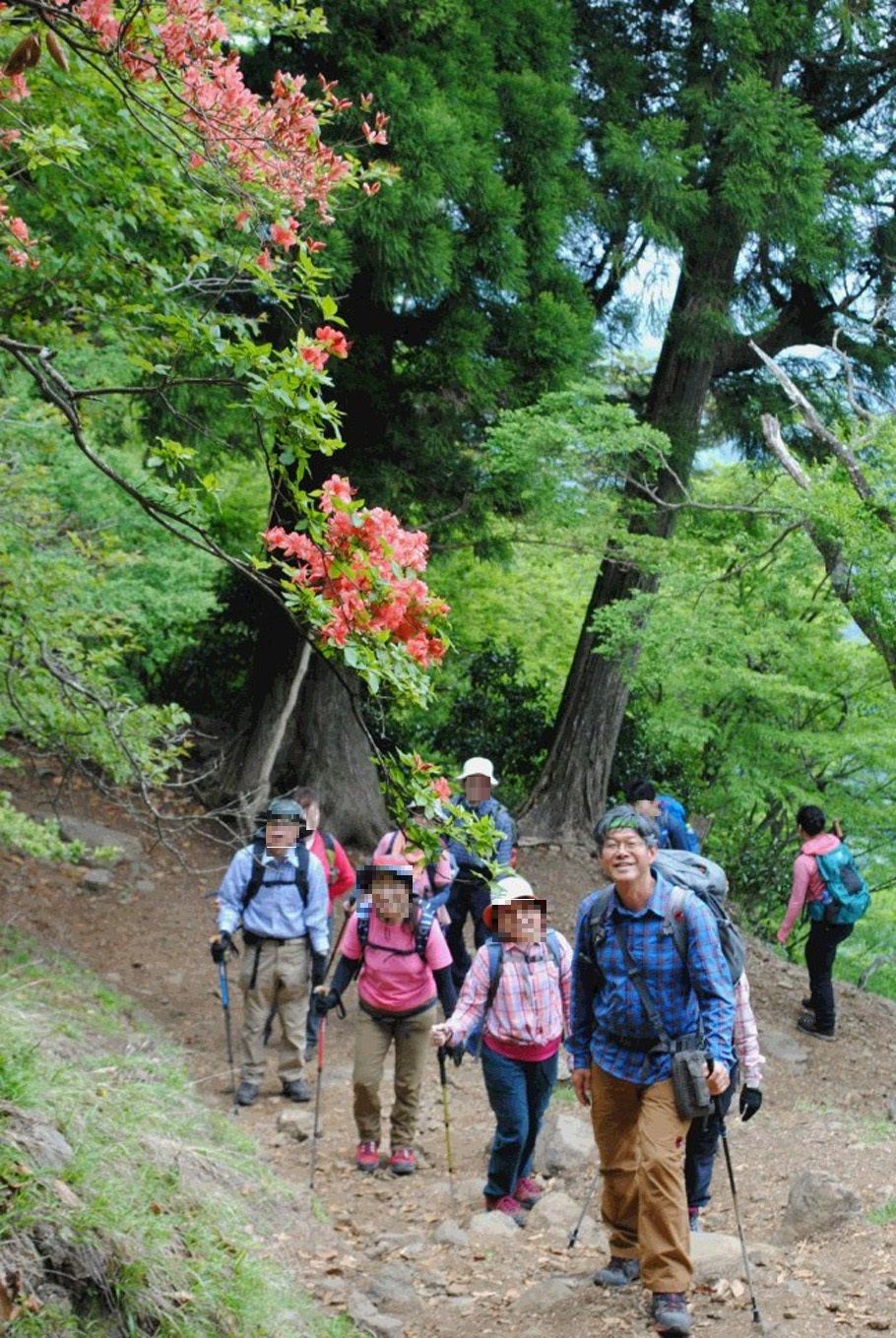 ツツジの咲く登山道を毎日新聞旅行の一行が歩く。先頭はテレビなどで活躍している太田昭彦山岳ガイド