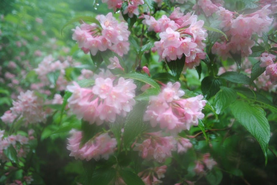 雨に煙るタニウツギ