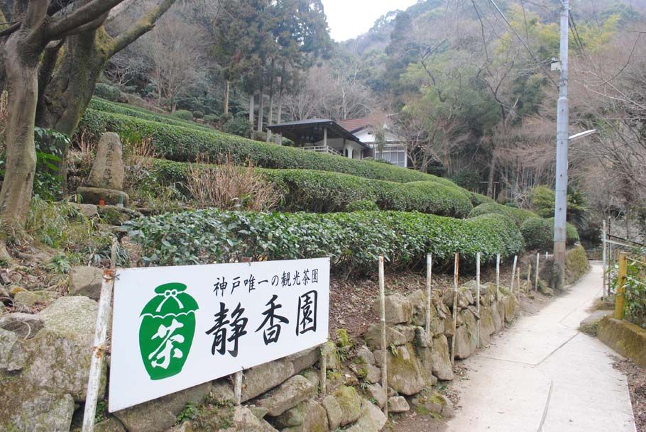 神戸で唯一の観光茶園があった