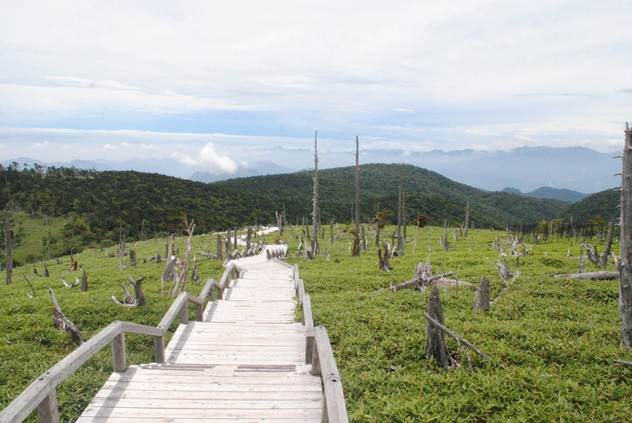 正木峠からの風景。トウヒの立ち枯れが目立つ