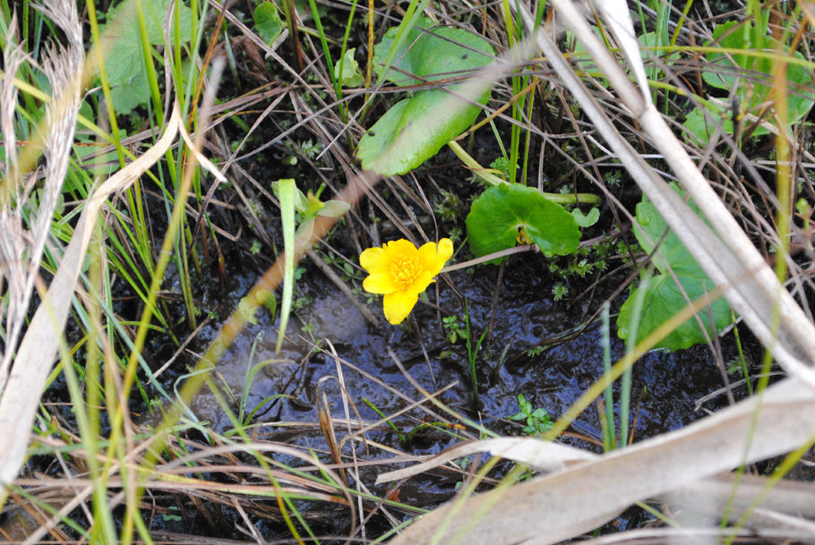 季節はずれのリュウキンカと思われる花