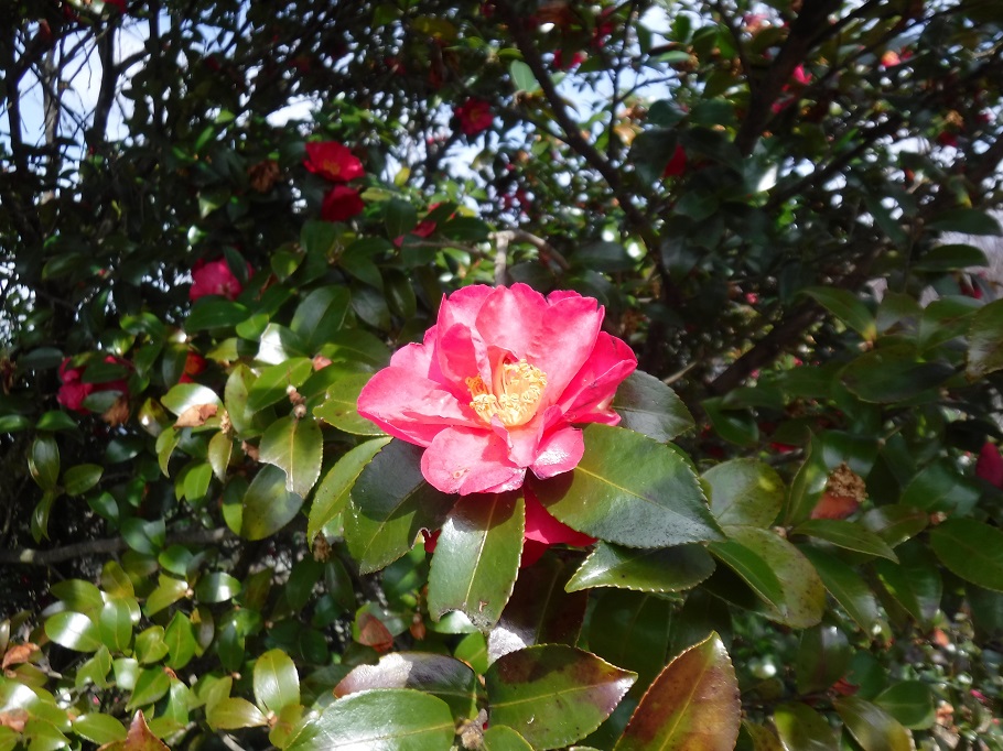 二上山に咲く椿の花