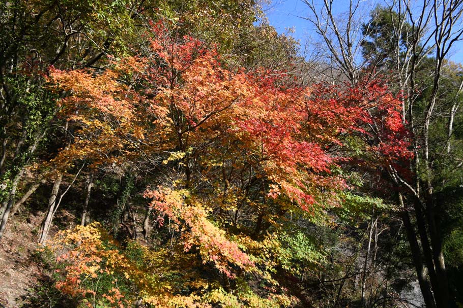 あざやかな紅葉