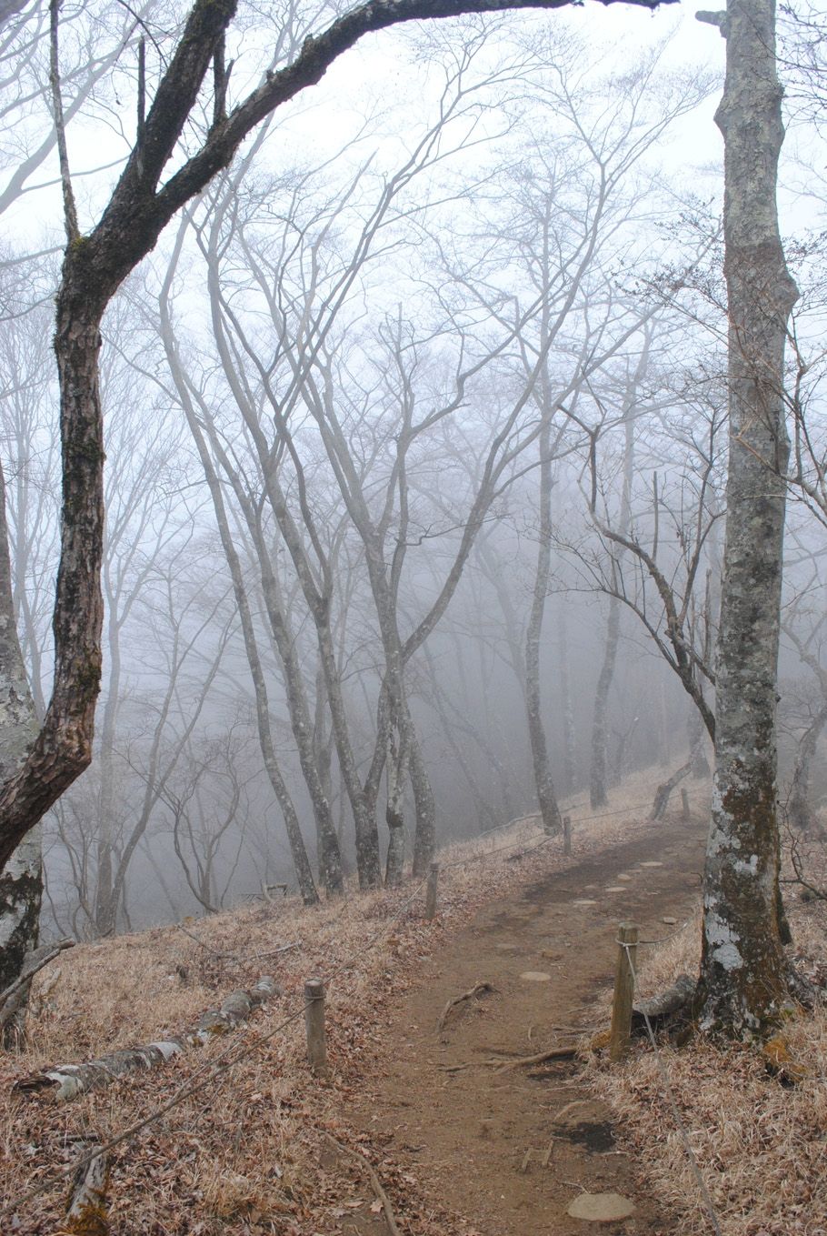 山頂に続く登山道。ブナなどが並んでいる