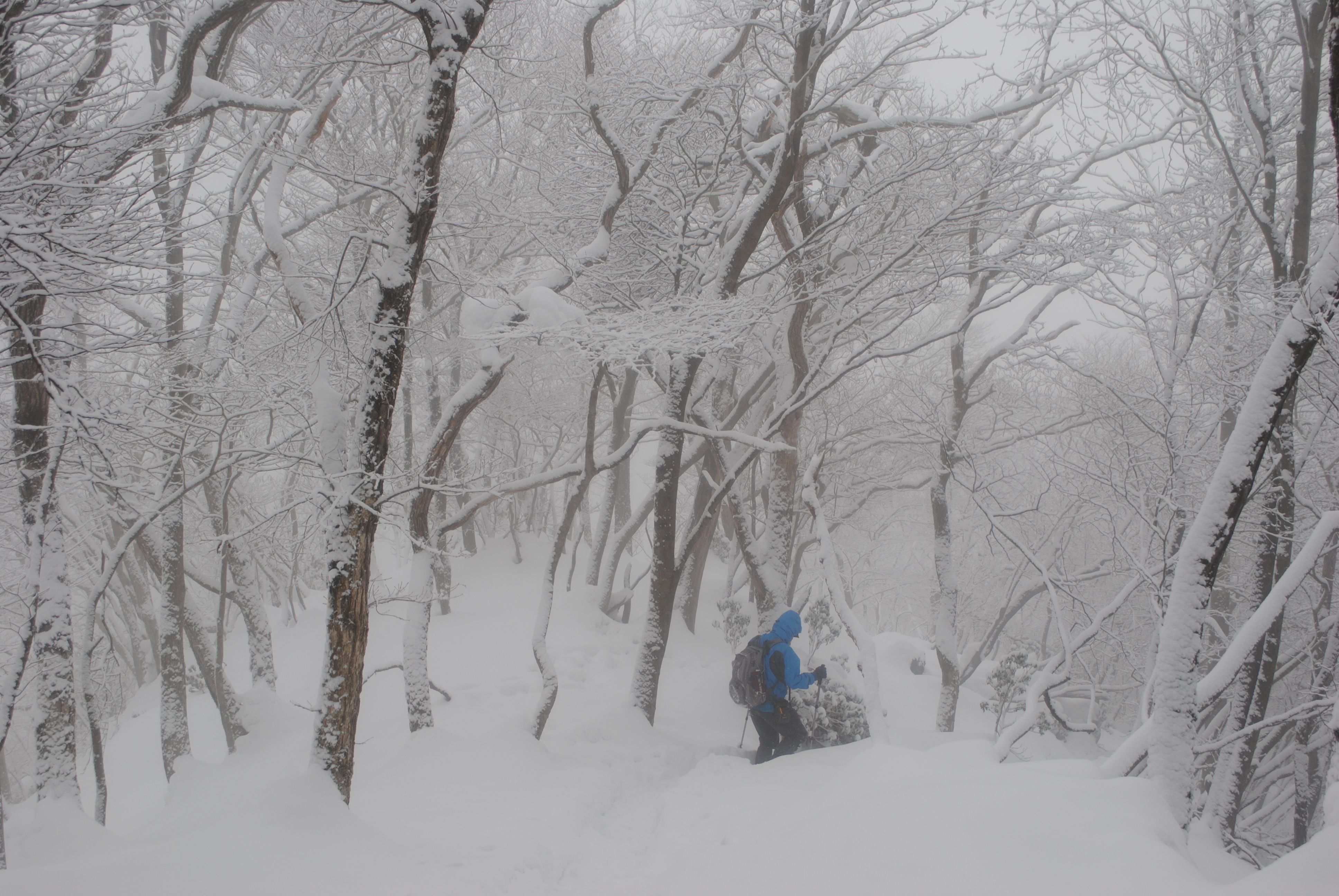 凍てついた雪の森を下山する