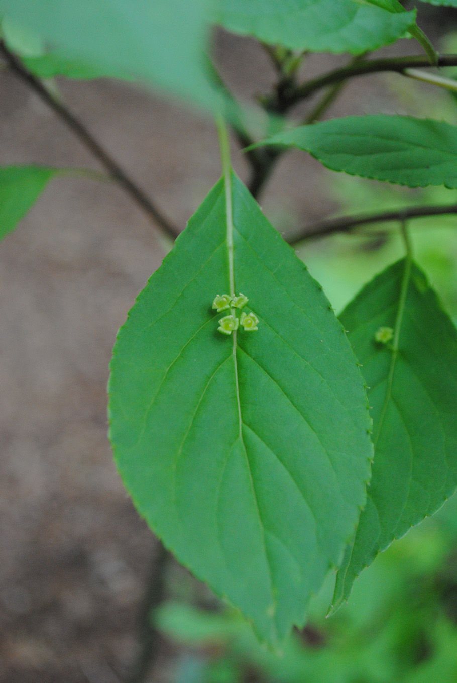 ハナイカダ。葉の中央に花がある