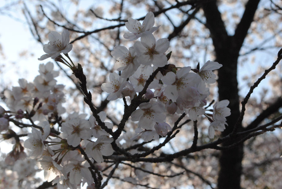 満開の桜。参加者を祝福するかのよう