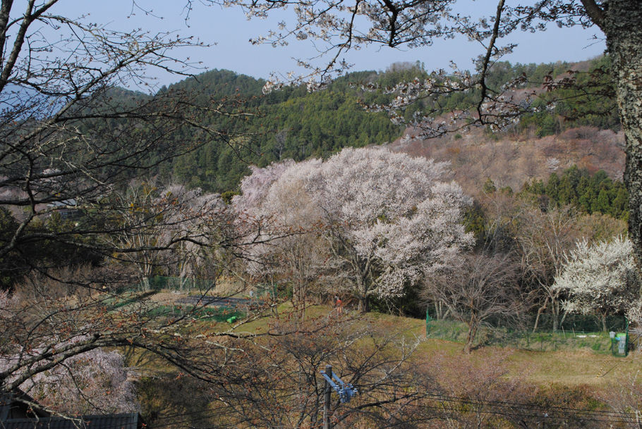 見事な吉野の桜