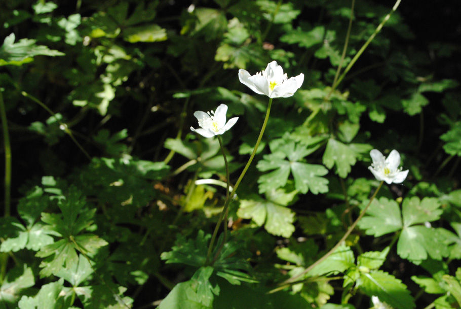 ニリンソウ。一つの茎から二つの花が咲く