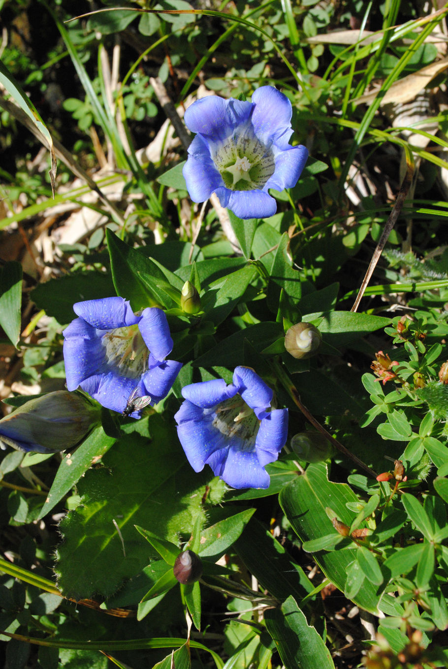 リンドウの花が出迎えてくれた