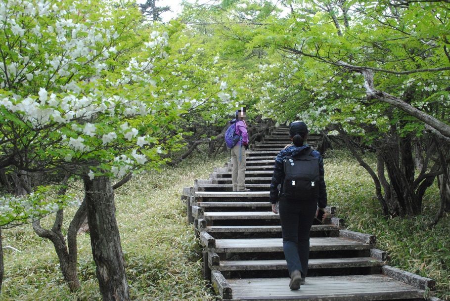 シロヤシオのトンネル