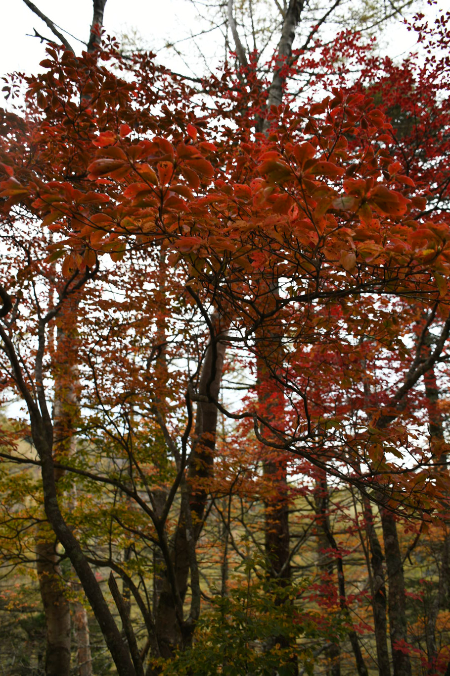 唐松尾根の紅葉