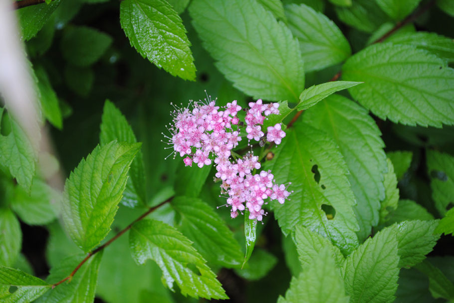 赤い花が印象的なシモツケソウと思われる花