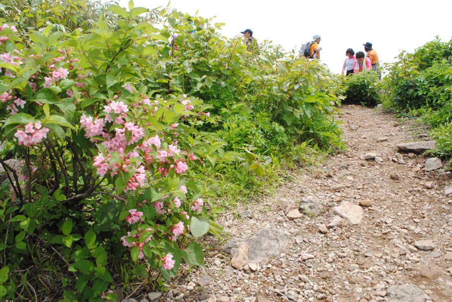 荒島岳山頂のタニウツギ。疲れた登山者に潤いを与えてくれた