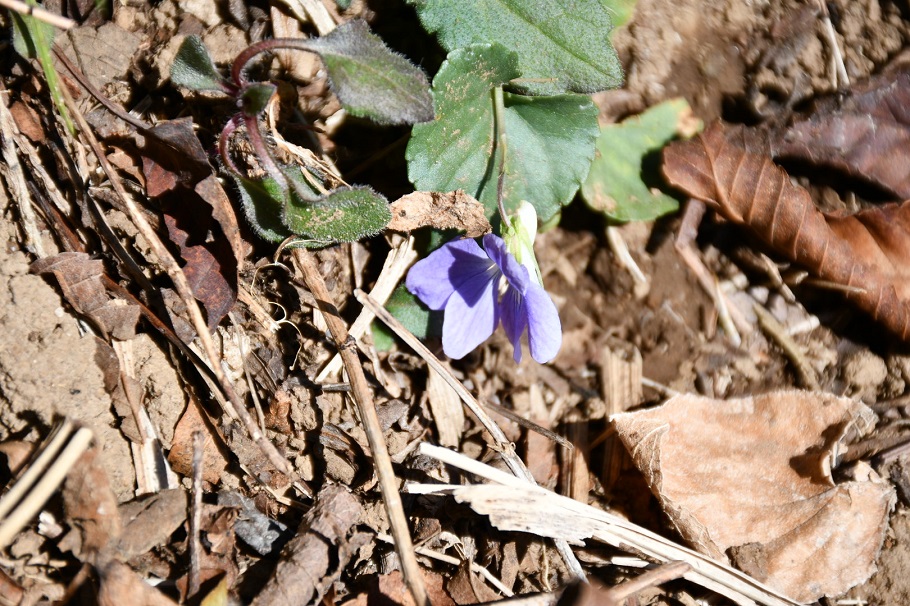 南郷山の山頂近く、スミレが一輪、咲いていた