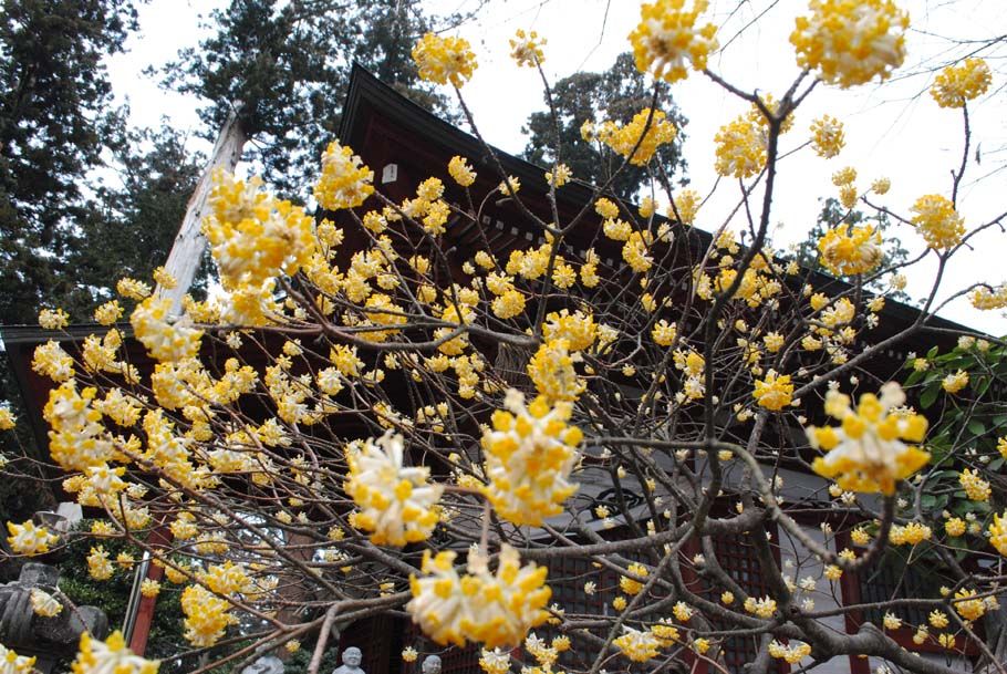 ミツマタの花が咲き誇る