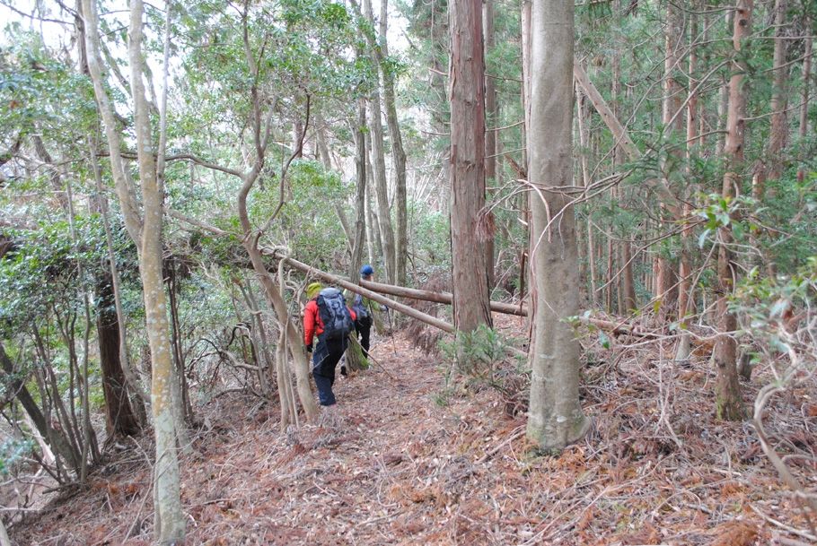 倒木の登山道を進む。この程度は序の口だった