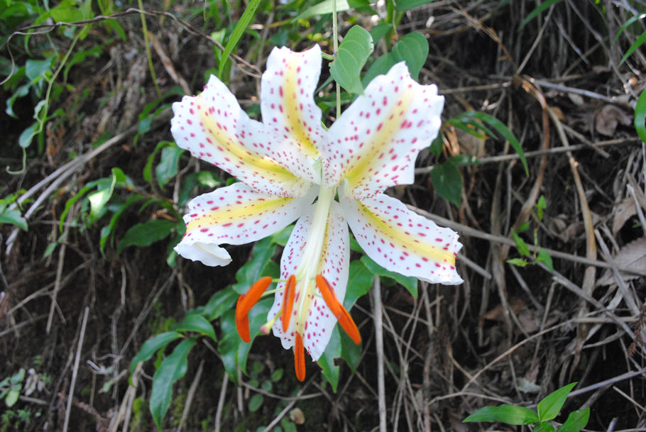 大倉尾根に咲く大輪のユリの花