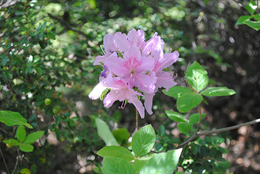 ツツジの花が出迎えてくれた