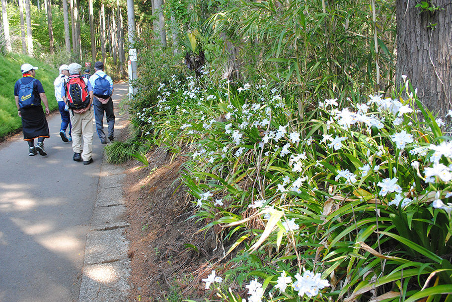 登山者を見送るシャガの花