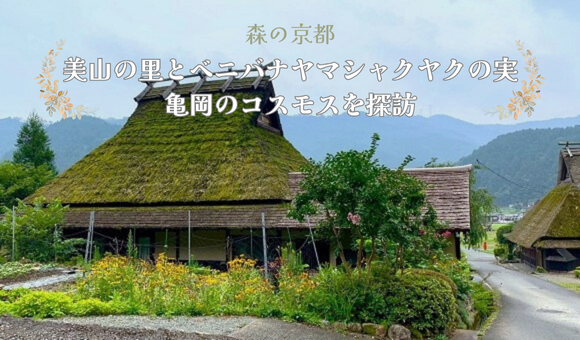 「森の京都」美山の里とベニバナヤマシャクヤクの実・亀岡のコスモスを探訪