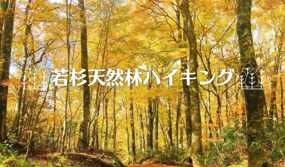 若杉天然林ハイキング